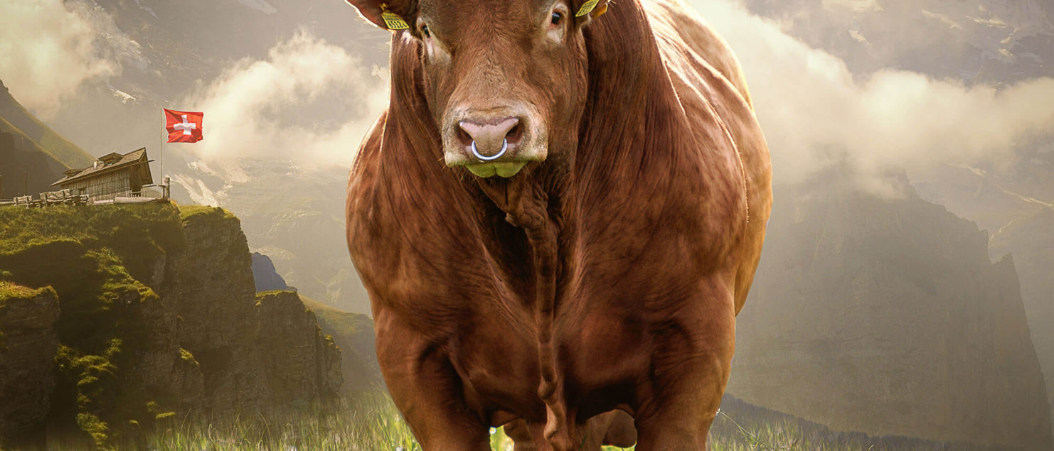 Fotomacher Swiss Limousin - Stier auf Flyer